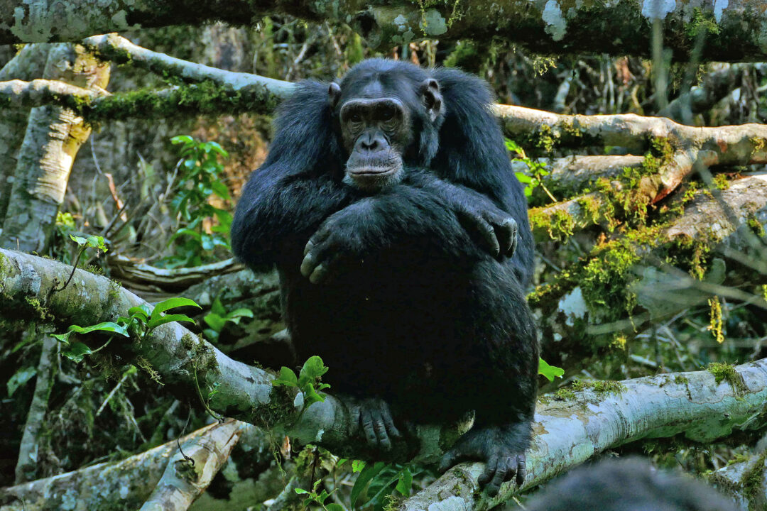 Chimpanzee in Kibale Forest