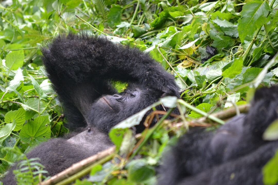 Mountain Gorilla relaxing after lunch