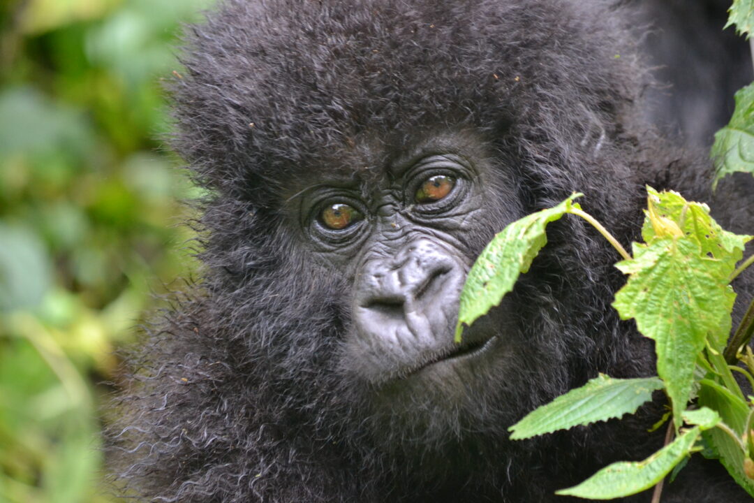 Mountain Gorilla infant